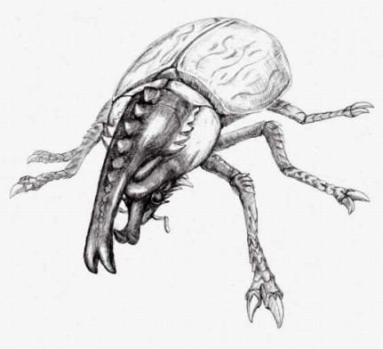 Beetle